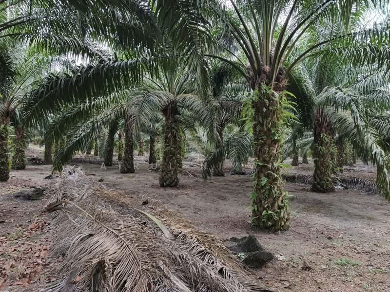 Agricultural Land for Sale in Simpang Renggam (Johor) - AIRUL NIZAM - PropertyGuru.com.my