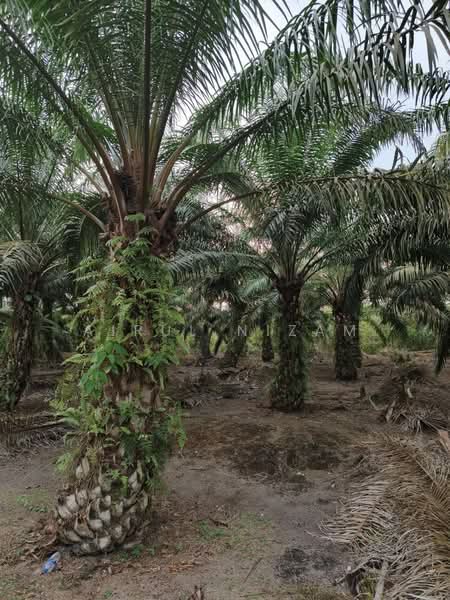 Agricultural Land for Sale in Simpang Renggam (Johor) - AIRUL NIZAM - Garden - PropertyGuru.com.my