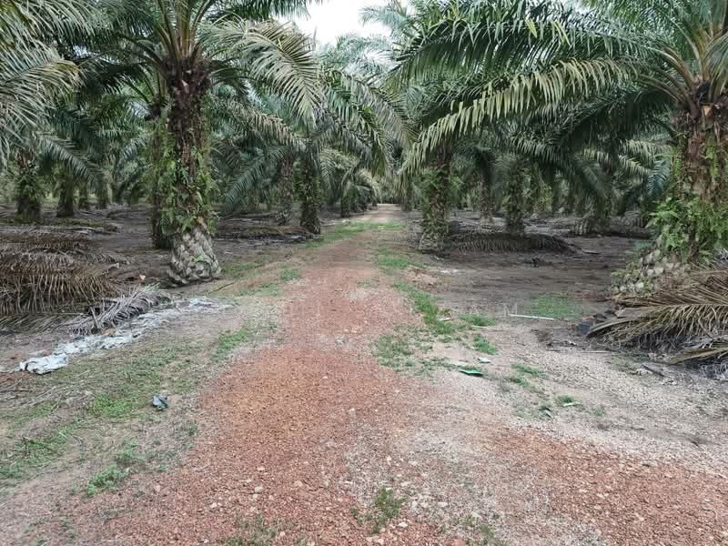 Agricultural Land for Sale in Simpang Renggam (Johor) - AIRUL NIZAM - Exterior - PropertyGuru.com.my