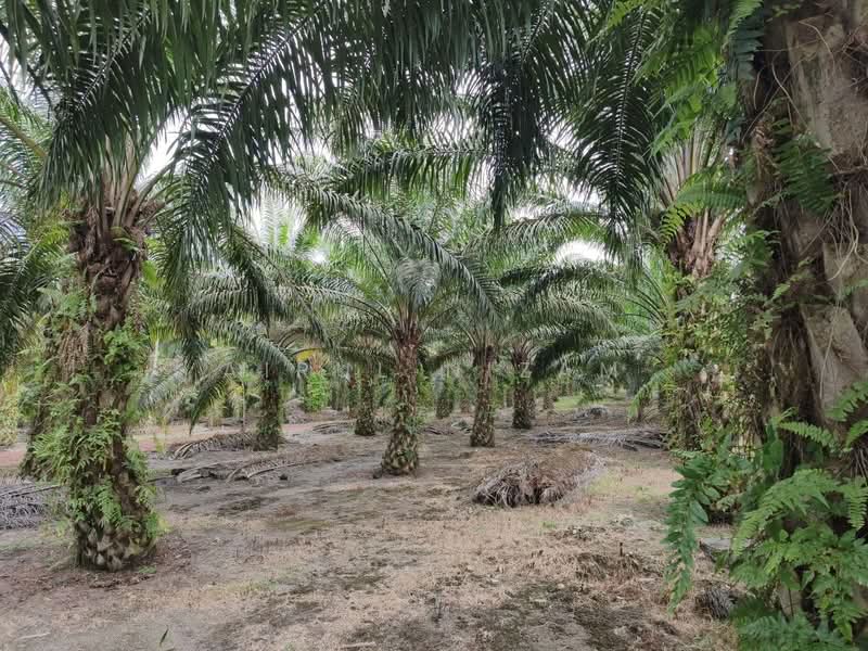 Agricultural Land for Sale in Simpang Renggam (Johor) - AIRUL NIZAM - Exterior - PropertyGuru.com.my