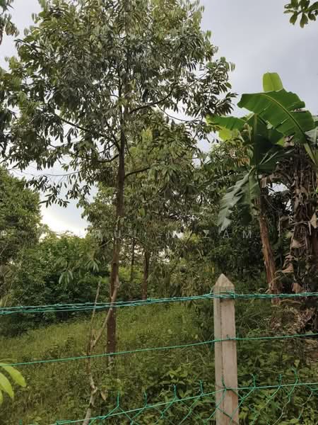 Agricultural Land for Sale in Simpang Renggam (Johor) - AIRUL NIZAM - Garden - PropertyGuru.com.my