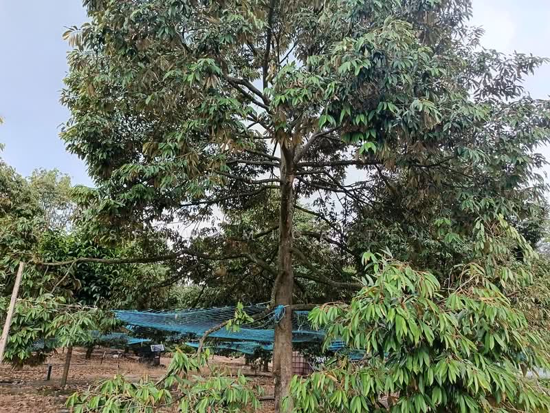 Agricultural Land for Sale in Ayer Hitam (Johor) - Seowamiga Ten - Exterior - PropertyGuru.com.my