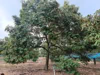 For Sale - 6.15 Acre Durian Farm At Kluang To Ayer Hitam