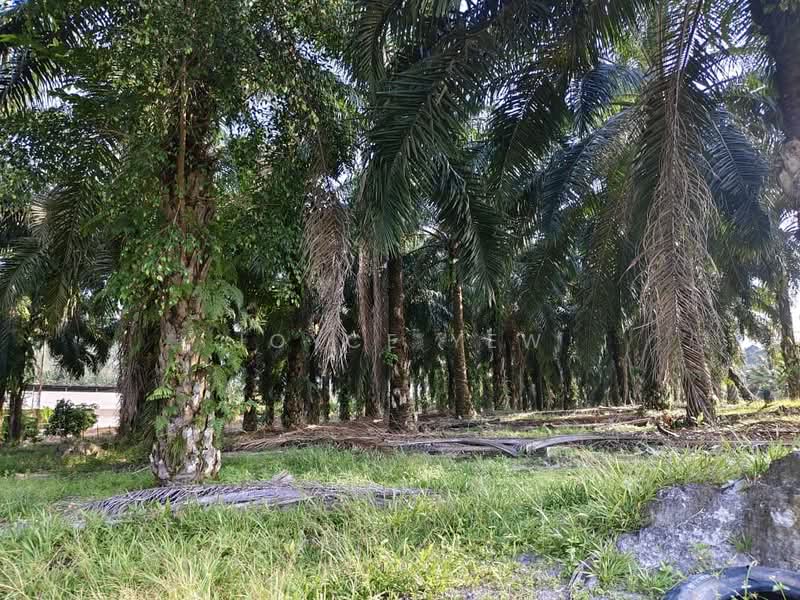 Agricultural Land for Sale in Pertang (Negeri Sembilan) - Joyce Yew - Garden - PropertyGuru.com.my