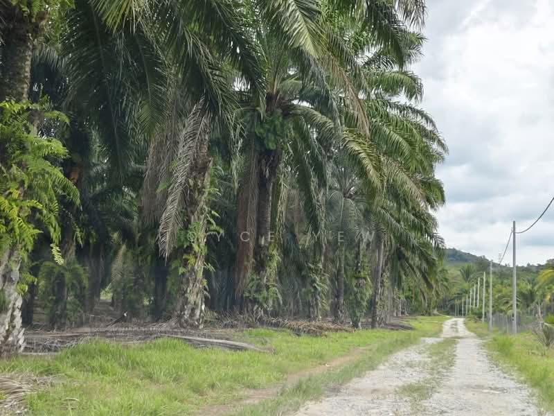 Agricultural Land for Sale in Pertang (Negeri Sembilan) - Joyce Yew - Exterior - PropertyGuru.com.my