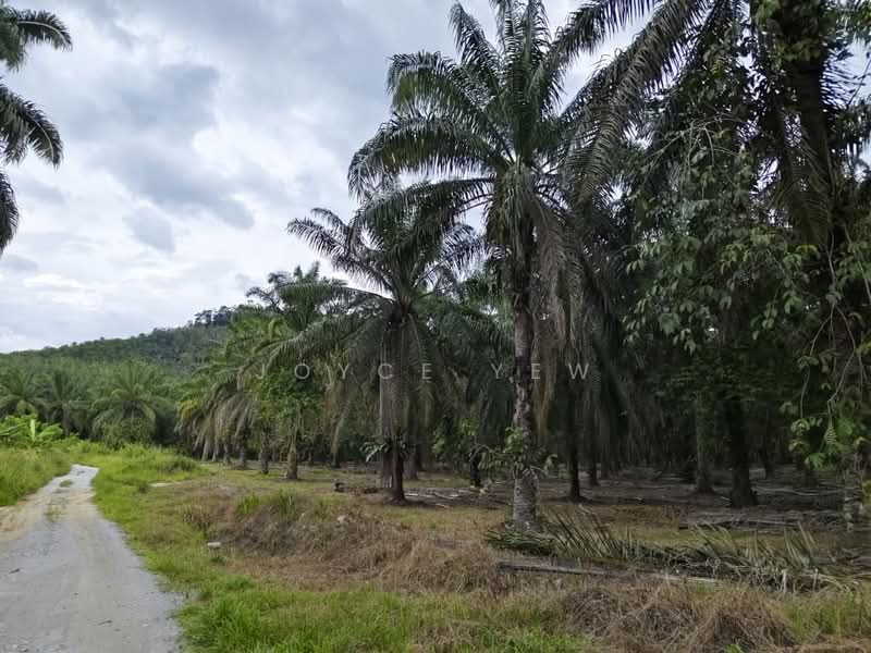 Agricultural Land for Sale in Pertang (Negeri Sembilan) - Joyce Yew - Exterior - PropertyGuru.com.my