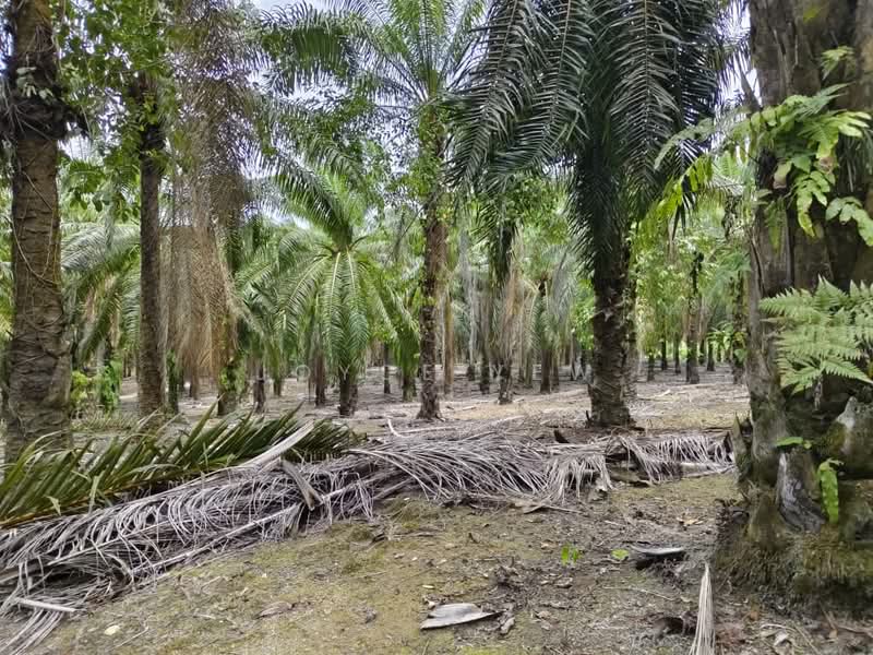 Agricultural Land for Sale in Pertang (Negeri Sembilan) - Joyce Yew - Exterior - PropertyGuru.com.my