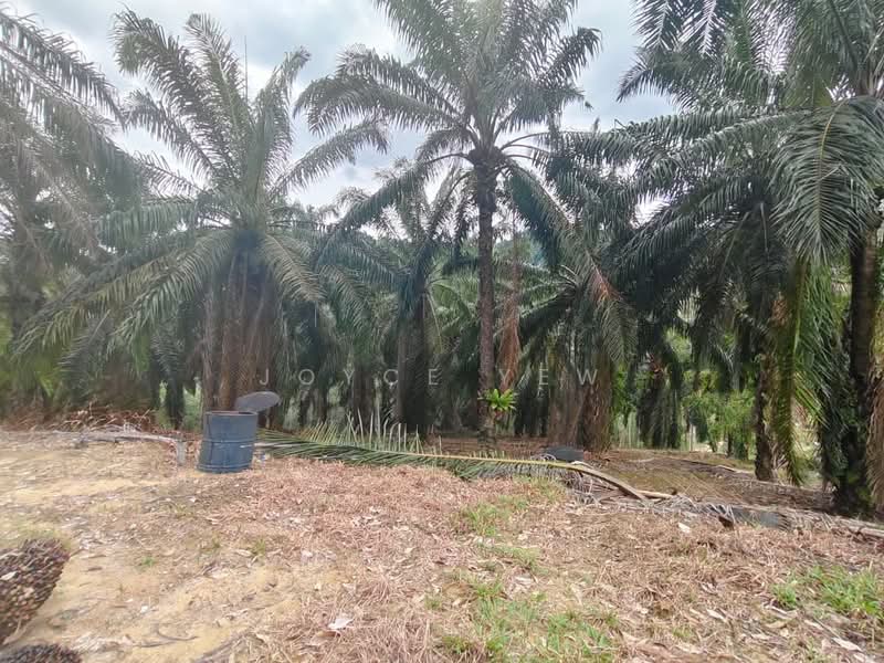 Agricultural Land for Sale in Pertang (Negeri Sembilan) - Joyce Yew - Exterior - PropertyGuru.com.my