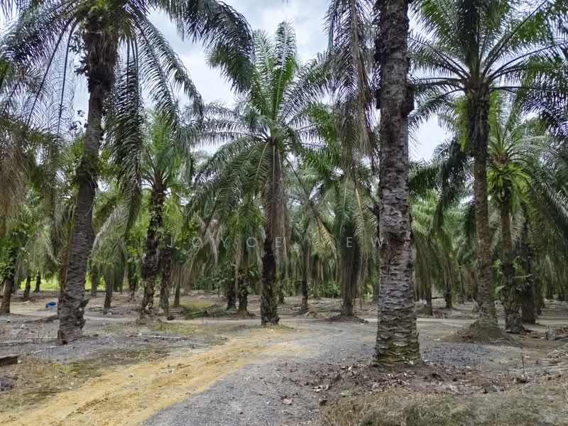 Agricultural Land for Sale in Pertang (Negeri Sembilan) - Joyce Yew - Exterior - PropertyGuru.com.my