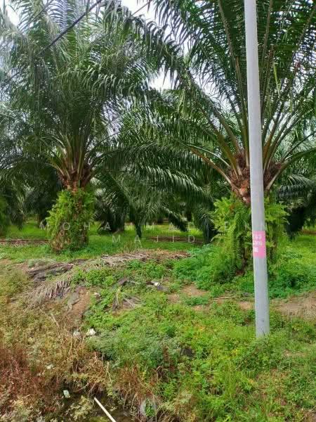 Tanah Pertanian untuk Dijual di Assam Jawa (Kuala Selangor) - Mohammad Din Majid - PropertyGuru.com.my