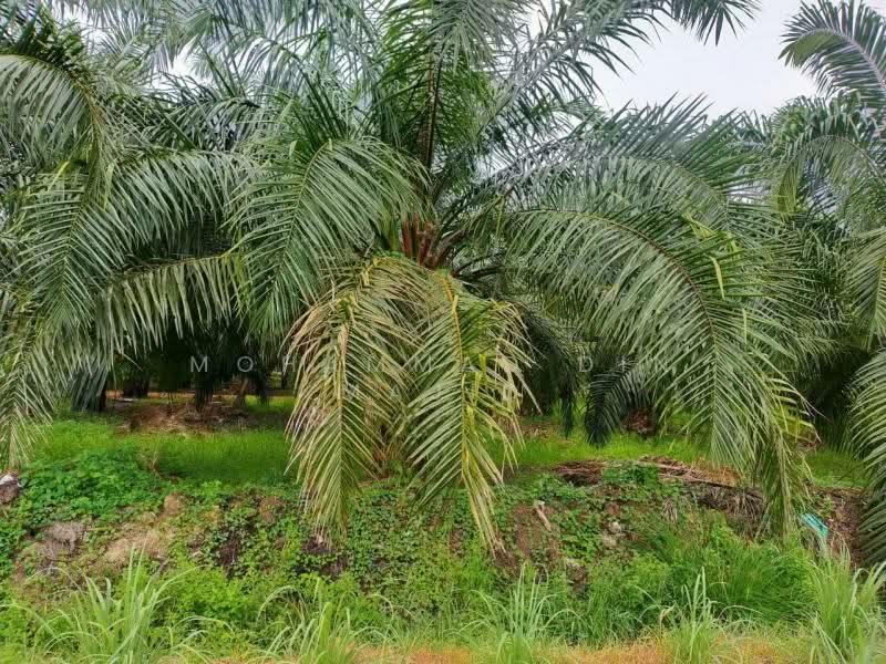 Tanah Pertanian untuk Dijual di Assam Jawa (Kuala Selangor) - Mohammad Din Majid - PropertyGuru.com.my
