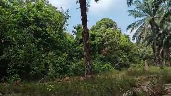 Agricultural Land for Sale in Endau (Johor) - Celine Chai - PropertyGuru.com.my