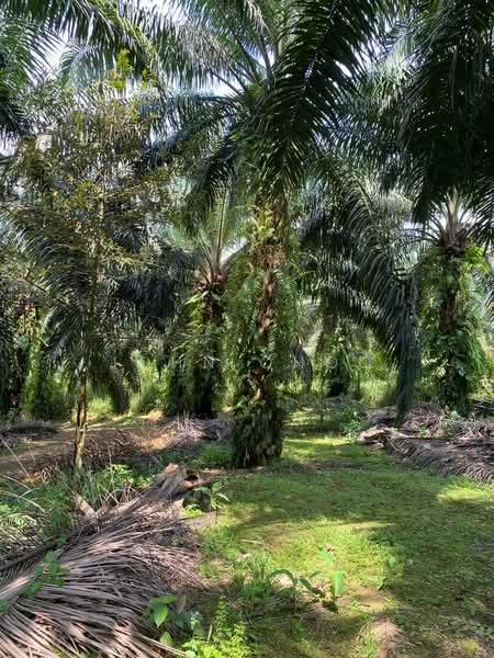 Agricultural Land for Sale in Senai (Kulai) - John Choo - Garden - PropertyGuru.com.my