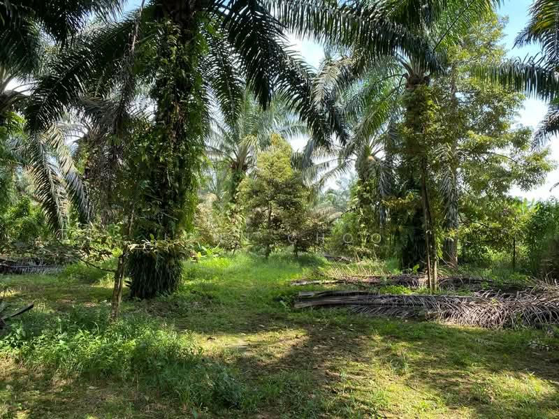 Agricultural Land for Sale in Senai (Kulai) - John Choo - Garden - PropertyGuru.com.my