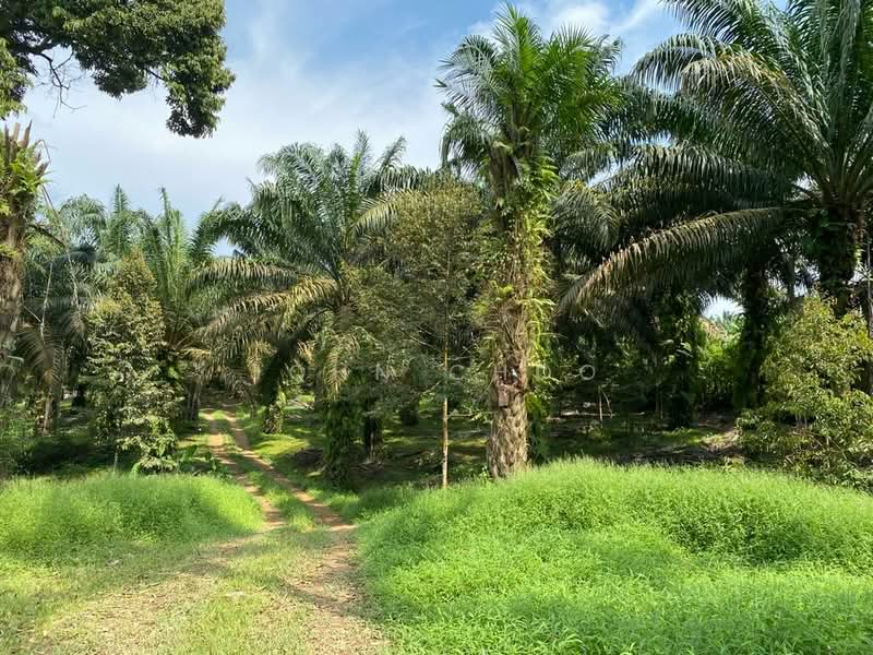 Agricultural Land for Sale in Senai (Kulai) - John Choo - Garden - PropertyGuru.com.my