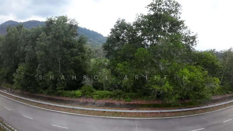 For Sale - Titi