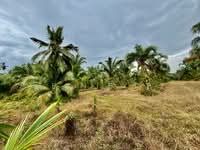 For Sale - Sungai Sumun Bagan Datuk