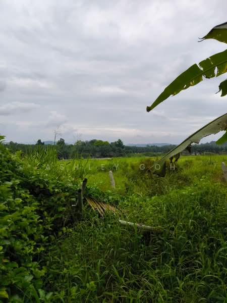 Tanah Pertanian untuk Disewa di Kota Tinggi (Johor) - Ashley Goh - Exterior - PropertyGuru.com.my