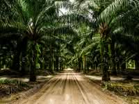 For Sale - Oil Palm estate Gua Musang, kelantan