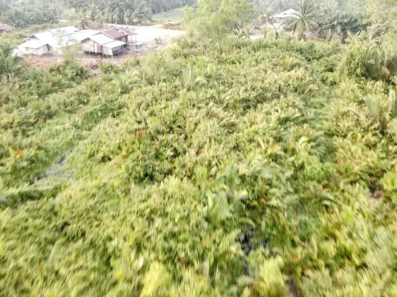 Agricultural Land for Sale in Tanjung Karang (Selangor) - Fitri Zainal - Exterior - PropertyGuru.com.my