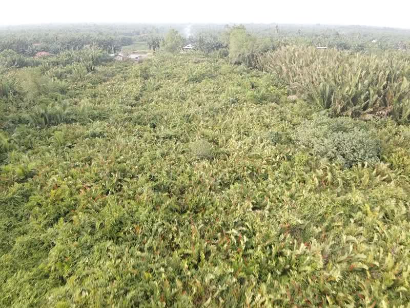 Agricultural Land for Sale in Tanjung Karang (Selangor) - Fitri Zainal - Exterior - PropertyGuru.com.my