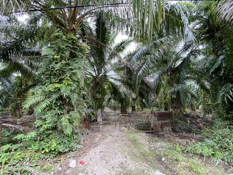Agricultural Land for Sale in Sabak Bernam (Selangor) - Mohammad Din Majid - PropertyGuru.com.my