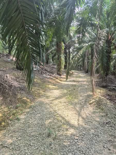 For Sale - Agricultural Land @ Mukim Kota Tinggi