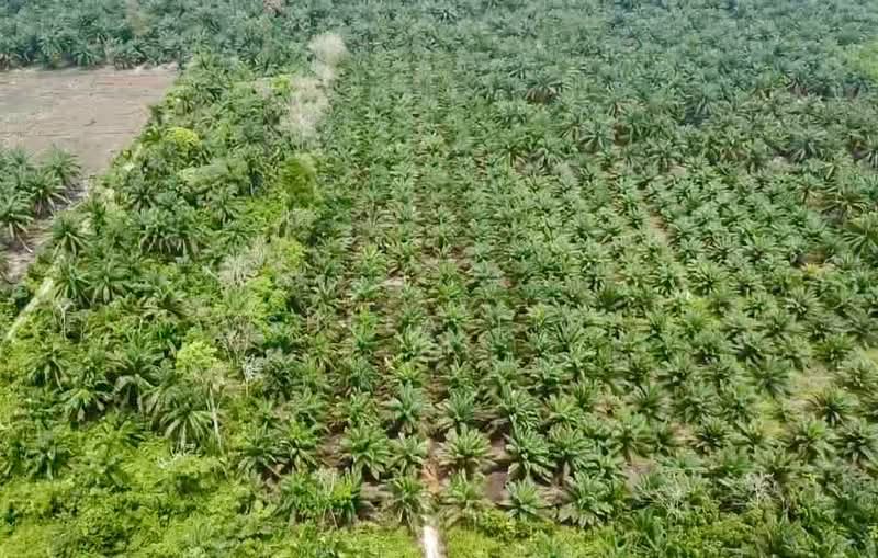 Tanah Pertanian untuk Dijual di Pekan Nenas (Johor) - Shela Lim - Exterior - PropertyGuru.com.my