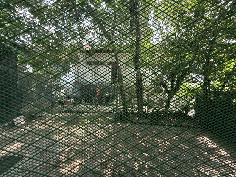 1-storey Terraced House for Sale in SS3 (Petaling Jaya) - Peter Kok - Yard - PropertyGuru.com.my