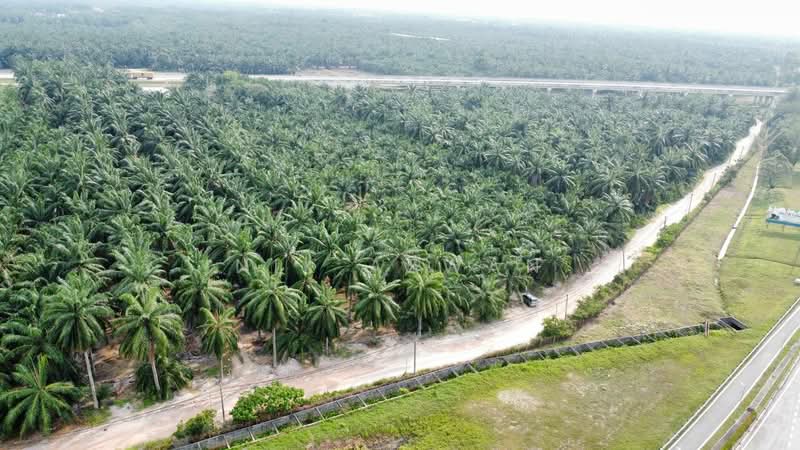 Tanah Pertanian untuk Dijual di Kampung Parit Mahang (Ijok) - NIK AZWAN - Exterior - PropertyGuru.com.my