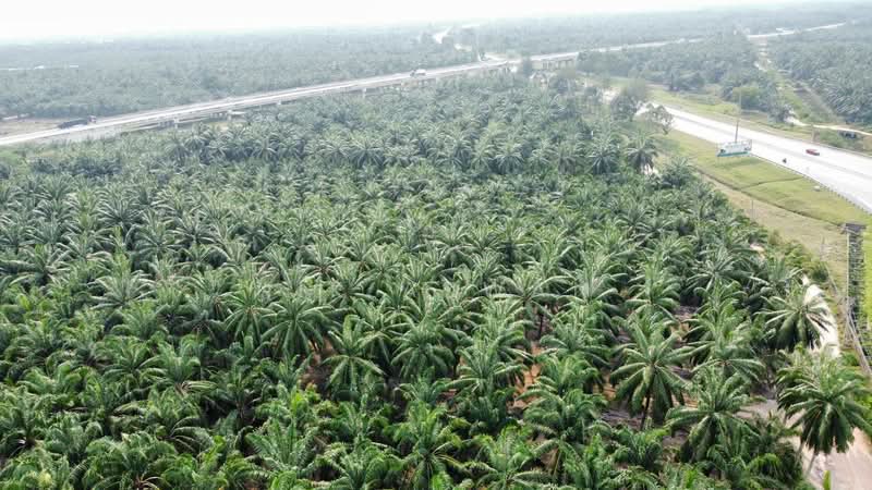 Tanah Pertanian untuk Dijual di Kampung Parit Mahang (Ijok) - NIK AZWAN - Exterior - PropertyGuru.com.my