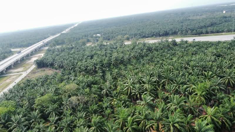 Tanah Pertanian untuk Dijual di Kampung Parit Mahang (Ijok) - NIK AZWAN - PropertyGuru.com.my