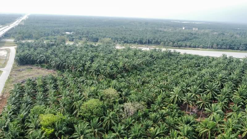 Tanah Pertanian untuk Dijual di Kampung Parit Mahang (Ijok) - NIK AZWAN - PropertyGuru.com.my
