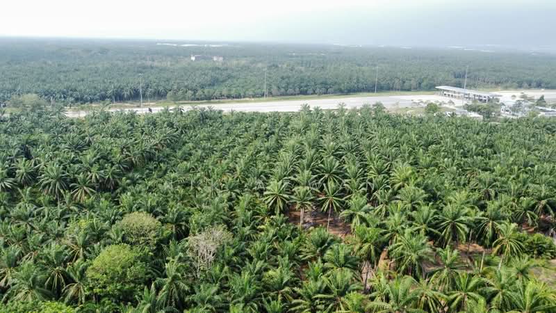 Tanah Pertanian untuk Dijual di Kampung Parit Mahang (Ijok) - NIK AZWAN - PropertyGuru.com.my