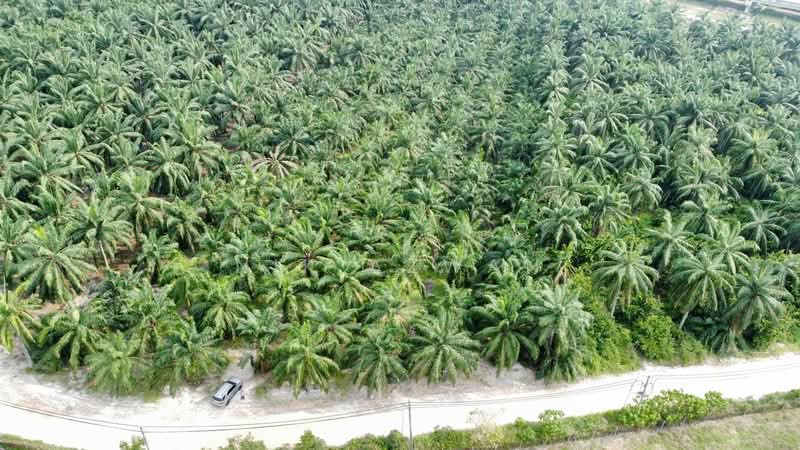 Tanah Pertanian untuk Dijual di Kampung Parit Mahang (Ijok) - NIK AZWAN - PropertyGuru.com.my