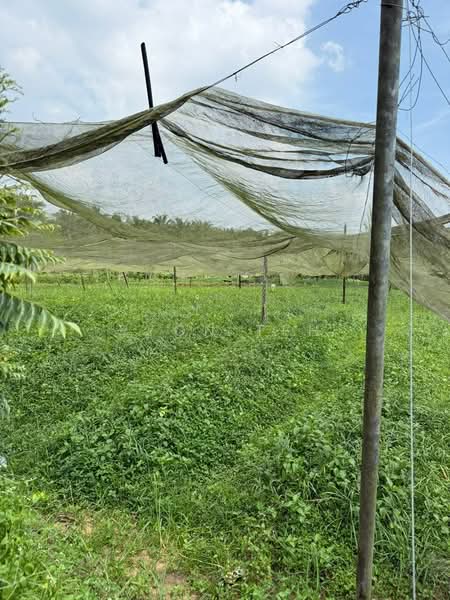 Agricultural Land for Sale in Taman Desa Cemerlang (Ulu Tiram) - Ryon Teh - Garden - PropertyGuru.com.my
