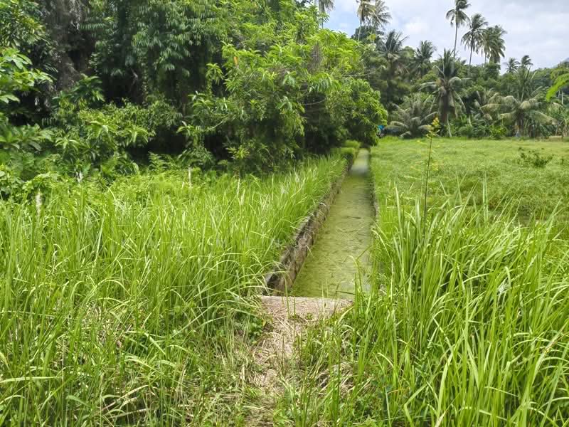 Agricultural Land for Sale in Balik Pulau (Penang) - Kai Meng Liew - Exterior - PropertyGuru.com.my