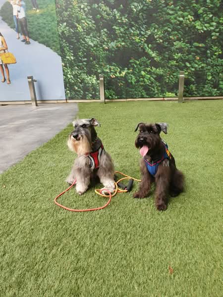 Servis Apartment untuk Dijual di The Era @ Duta North - Austin Lim - Garden - PropertyGuru.com.my