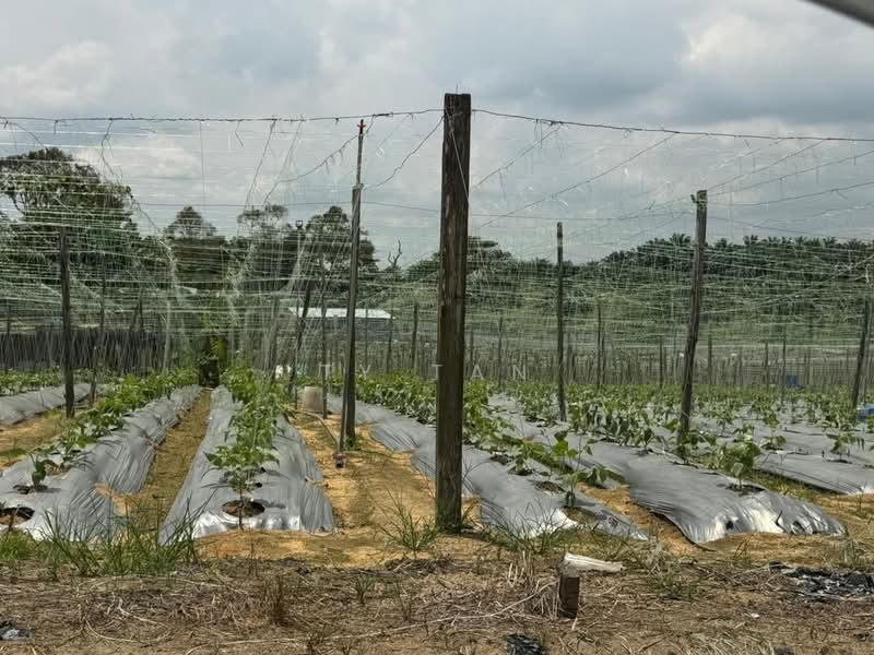 Tanah Pertanian untuk Dijual di FELDA Sungai Tiram (Ulu Tiram) - Alvin Kok - PropertyGuru.com.my