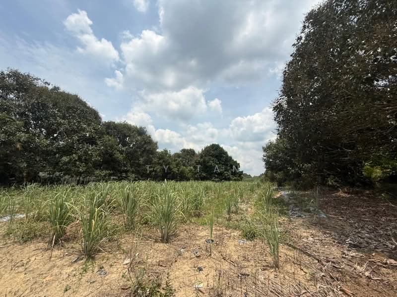 Tanah Pertanian untuk Dijual di FELDA Sungai Tiram (Ulu Tiram) - Alvin Kok - PropertyGuru.com.my