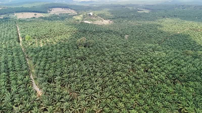 Tanah Pertanian untuk Dijual di Kota Tinggi (Johor) - June Tan - PropertyGuru.com.my