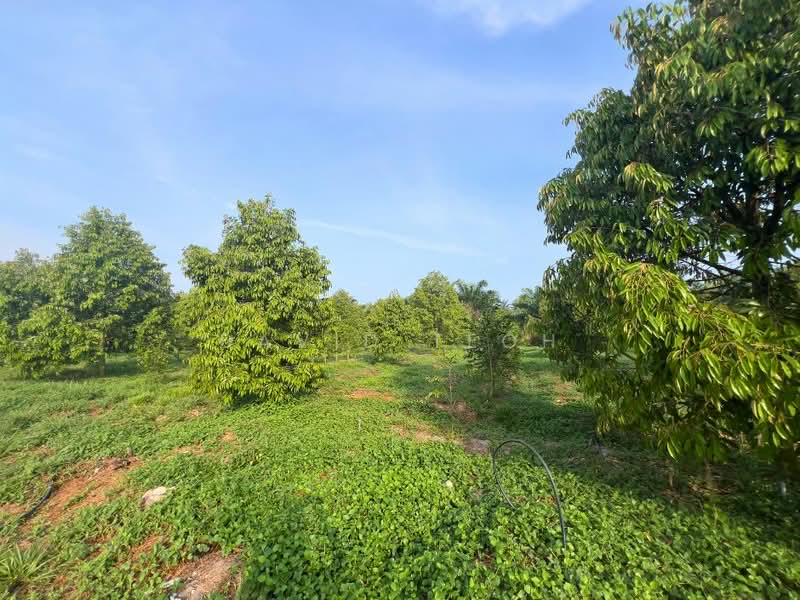 Agricultural Land for Sale in Sungai Jawi (Penang) - David Teoh - Garden - PropertyGuru.com.my