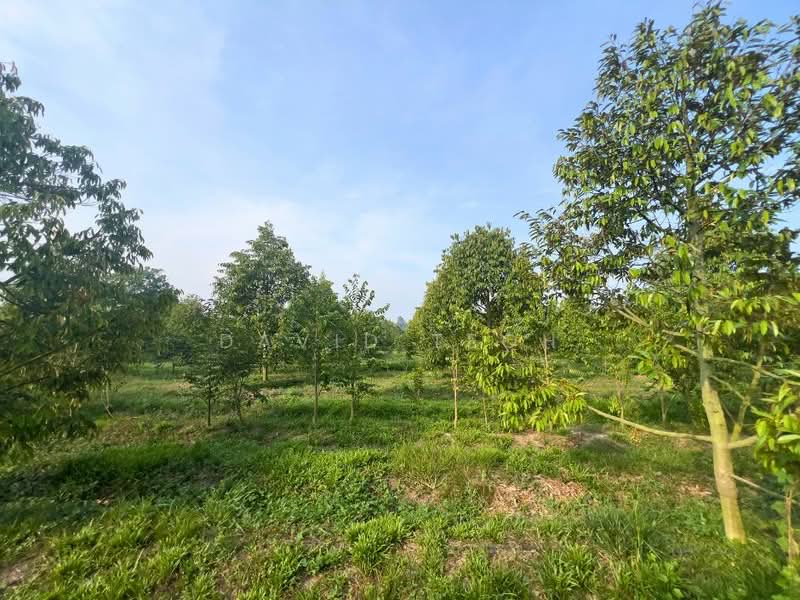 Agricultural Land for Sale in Sungai Jawi (Penang) - David Teoh - Garden - PropertyGuru.com.my
