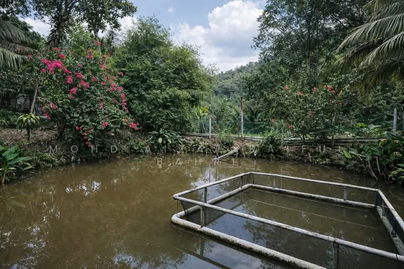 For Sale - Buloh Telor