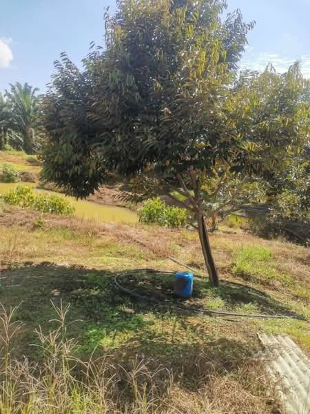 Tanah Pertanian untuk Dijual di Bandar Gerik (Gerik) - KC Ng - PropertyGuru.com.my