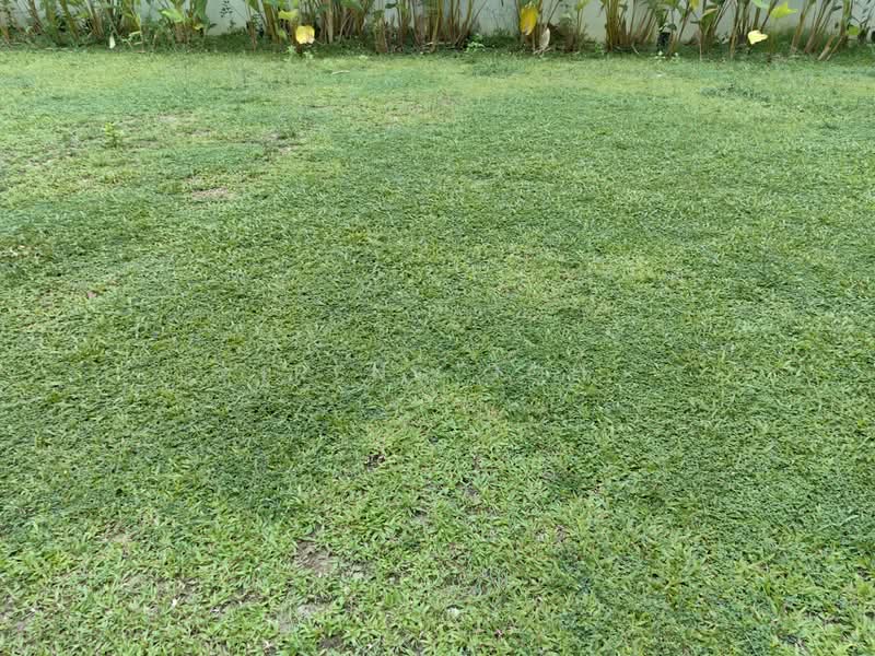 Rumah Banglo untuk Dijual di Pulau Tikus (Penang) - Irene Goh - Garden - PropertyGuru.com.my