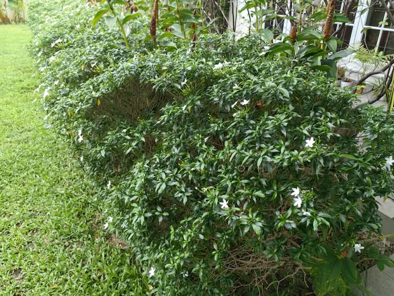 Rumah Banglo untuk Dijual di Pulau Tikus (Penang) - Irene Goh - Garden - PropertyGuru.com.my