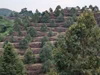 For Sale - Orchard @ Padang Tengku, Pahang