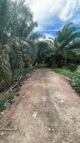 Tanah Pertanian untuk Disewa di Ayer Baloi (Johor) - Gavin Soo - PropertyGuru.com.my