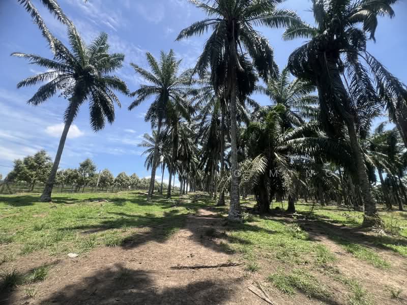 Agricultural Land for Sale in Bandar Springhill (Jimah) - Chong Ming Ming - Exterior - PropertyGuru.com.my